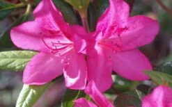 Judge Solomon Southern Indica Azalea - 1 Gallon Pot -Hydrangeas Zone Azalea Judge Solomon 50 1