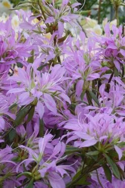 Koromo Shikibu Purple Spider Azalea - 6 Pack Of 1 Gallon Pots 9 Koromo Shikibu Purple Spider Azalea - 6 Pack Of 1 Gallon Pots -Hydrangeas Zone Azalea Koromo Shikibu 2