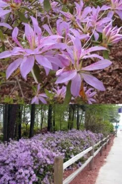Koromo Shikibu Purple Spider Azalea - 6 Pack Of 1 Gallon Pots 8 Koromo Shikibu Purple Spider Azalea - 6 Pack Of 1 Gallon Pots -Hydrangeas Zone Azalea Koromo Shikibu 9