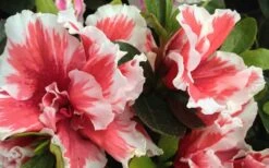 Mardi Gras Southern Indica Azalea - 6 Pack Of 1 Gallon Pots -Hydrangeas Zone Azalea Mardi Gras 2