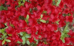 Midnight Flare Azalea - 3 Gallon Pot -Hydrangeas Zone Azalea Midnight Flare 1