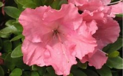 Gumpo Pink Dwarf Azalea - 2 Gallon Pot -Hydrangeas Zone Azalea Pink Gumpo