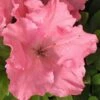 Gumpo Pink Dwarf Azalea - 2 Gallon Pot -Hydrangeas Zone Azalea Pink Gumpo 500x750 1