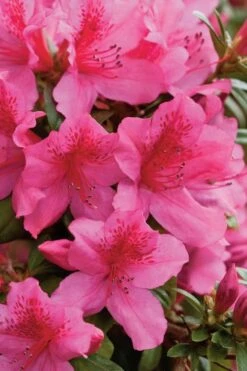 Pride Of Mobile Azalea - 1 Gallon Pot -Hydrangeas Zone Azalea Pride Of Mobile 500x750 1