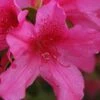 Pride Of Mobile Azalea - 1 Gallon Pot -Hydrangeas Zone Azalea Pride of Mobile 13
