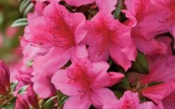 Pride Of Mobile Azalea - 1 Gallon Pot -Hydrangeas Zone Azalea Pride of Mobile 15