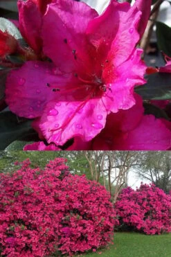 Red Formosa Azalea - 6 Pack Of 1 Gallon Pots -Hydrangeas Zone Azalea Red Formosa 1 500x750 1