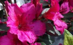 Red Formosa Azalea - 6 Pack Of 1 Gallon Pots -Hydrangeas Zone Azalea Red Formosa