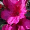 Red Formosa Azalea - 6 Pack Of 1 Gallon Pots -Hydrangeas Zone Azalea Red Formosa 5