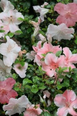 Sir Robert Dwarf Azalea - 3 Gallon Pot -Hydrangeas Zone Azalea Sir Robert 12
