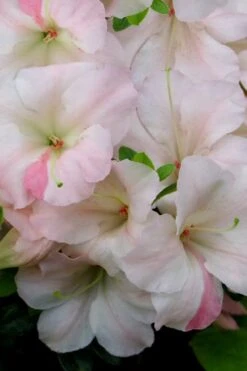 Sir Robert Dwarf Azalea - 3 Gallon Pot -Hydrangeas Zone Azalea Sir Robert 20
