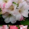 Sir Robert Dwarf Azalea - 3 Gallon Pot -Hydrangeas Zone Azalea Sir Robert 3 500x750 1