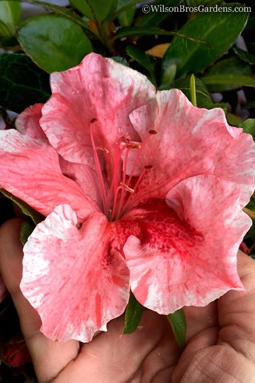 Tama No Hada Azalea - 3 Gallon Pot 3 Tama No Hada Azalea - 3 Gallon Pot