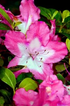 Vibrant Azalea (Harris Hybrid) - 1 Gallon Pot -Hydrangeas Zone Azalea Vibrant 1