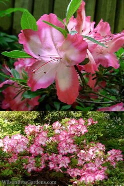 Vibrant Azalea (Harris Hybrid) - 1 Gallon Pot -Hydrangeas Zone Azalea Vibrant 2
