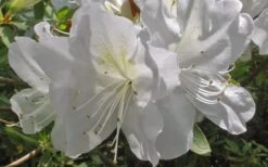 Mrs. G.G. Gerbing White Southern Indica Azalea - 3 Gallon Pot -Hydrangeas Zone Azlea GG Gerbing Flower
