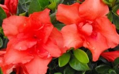 Orange Frost Bloom 'N Again Azalea - 1 Gallon Pot -Hydrangeas Zone Bloom N Again Azalea Orange Frost