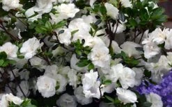 Snowball Bloom 'N Again Azalea - 6 Pack Of 1 Gallon Pots -Hydrangeas Zone Bloom N Again Azalea Snowball 1