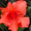 Orange Frost Bloom 'N Again Azalea - 1 Gallon Pot -Hydrangeas Zone Bloom N Again Orange Frost 1 500x750 1