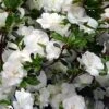 Snowball Bloom 'N Again Azalea - 2 Gallon Pot 2 Snowball Bloom 'N Again Azalea - 2 Gallon Pot -Hydrangeas Zone Bloom N Again Snowball 1 500x750 1