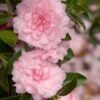 October Magic Pink Perplexion Camellia - 3 Gallon Pot -Hydrangeas Zone Caellia Pink Perplexion 500x750 2