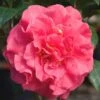 Ack-Scent Fragrant Pink Camellia Japonica - 1 Gallon Pot 1 Ack-Scent Fragrant Pink Camellia Japonica - 1 Gallon Pot -Hydrangeas Zone Camellia Ack Scent JW 1