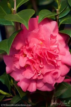 Ack-Scent Fragrant Pink Camellia Japonica - 1 Gallon Pot -Hydrangeas Zone Camellia Ack Scent JW 3
