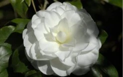 Alba Plena Camellia Japonica - 7 Gallon Pot (3-4') -Hydrangeas Zone Camellia Alba Plena Flower Closeup 2