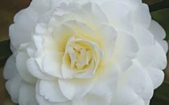 Alba Plena Camellia Japonica - 7 Gallon Pot (3-4') -Hydrangeas Zone Camellia Alba Plena Flower Closeup