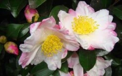 Apple Blossom Camellia Sasanqua - 1 Gallon Pot -Hydrangeas Zone Camellia Apple Blossom 1