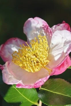 Apple Blossom Camellia Sasanqua - 1 Gallon Pot -Hydrangeas Zone Camellia Apple Blossom 7