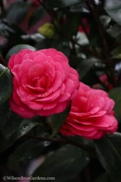 April Dawn Cold Hardy Camellia Japonica - 5 Gallon Pot -Hydrangeas Zone Camellia April Dawn 20