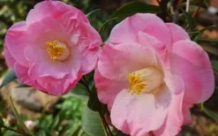 April Remembered Cold Hardy Pink Camellia Japonica - 1 Gallon Pot -Hydrangeas Zone Camellia April Remembered 1