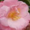 April Remembered Cold Hardy Pink Camellia Japonica - 1 Gallon Pot 1 April Remembered Cold Hardy Pink Camellia Japonica - 1 Gallon Pot -Hydrangeas Zone Camellia April Remembered 1 500x750 1