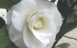 April Snow Camellia Japonica - 1 Gallon Pot -Hydrangeas Zone Camellia April Snow 1