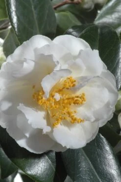 April Snow Camellia Japonica - 1 Gallon Pot -Hydrangeas Zone Camellia April Snow 13