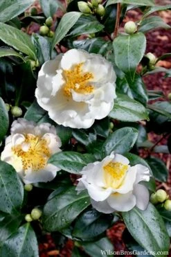 April Snow Camellia Japonica - 1 Gallon Pot -Hydrangeas Zone Camellia April Snow 14