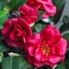 Bella Rouge Camellia Sasanqua | 1 Gallon Pot 1 Bella Rouge Camellia Sasanqua | 1 Gallon Pot -Hydrangeas Zone Camellia Bella Rouge 10 1