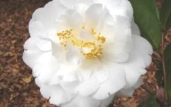 Bessie Battle Camellia Japonica - 3 Gallon Pot -Hydrangeas Zone Camellia Bessie Battle 1