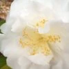 Bessie Battle Camellia Japonica - 3 Gallon Pot -Hydrangeas Zone Camellia Bessie Battle 1 500x750 1