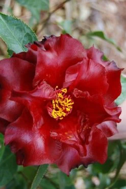 Black Magic Camellia Japonica - 7 Gallon Pot (2-3') 9 Black Magic Camellia Japonica - 7 Gallon Pot (2-3') -Hydrangeas Zone Camellia Black Magic 2