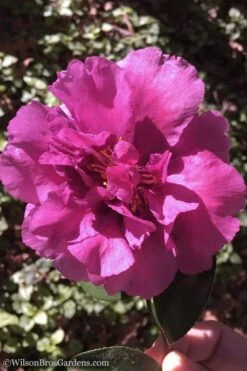 Bonanza Purple Camellia Sasanqua - 3 Gallon Pot -Hydrangeas Zone Camellia Bonanza 102 1