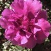 Bonanza Purple Camellia Sasanqua - 3 Gallon Pot -Hydrangeas Zone Camellia Bonanza 102