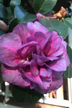 Bonanza Purple Camellia Sasanqua - 3 Gallon Pot -Hydrangeas Zone Camellia Bonanza Purple 4