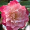 Buttons 'n Bows Camellia Hybrid - 3 Gallon Pot -Hydrangeas Zone Camellia Buttons And Bows JW 1