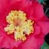 Dr. J.C. Raulston Camellia Japonica - 7 Gallon Pot -Hydrangeas Zone Camellia Dr JC Raulston 10 1