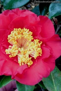 Dr. J.C. Raulston Camellia Japonica - 7 Gallon Pot