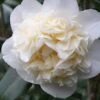 Fifth Avenue White Camellia Japonica - 1 Gallon Pot -Hydrangeas Zone Camellia Fifth Avenue