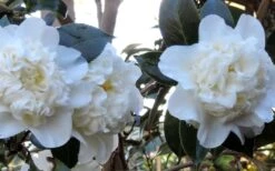 Fifth Avenue White Camellia Japonica - 1 Gallon Pot -Hydrangeas Zone Camellia Fifth Avenue 21