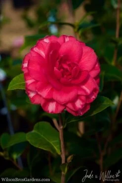 Glen 40 Camellia Japonica - 3 Gallon Pot -Hydrangeas Zone Camellia Glen 40 JW 1
